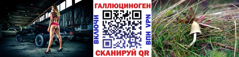 Купить  Нолинск  Галлюциногенные грибы Psilocybe 